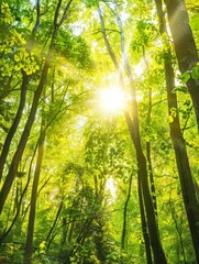 Fototapeta premium Serene Forest Landscape with Sunlight Rays and Copy Space, Nature Background for Design Projects
