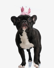 cute frenchie wearing pink halloween crown costume standing