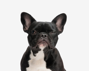 closeup of cute french bulldog winking