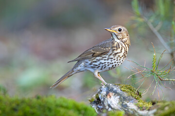 śpiewak (Turdus philomelos) © Grzegorz