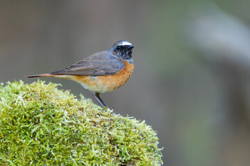 Pleszka (Phoenicurus phoenicurus) © Grzegorz