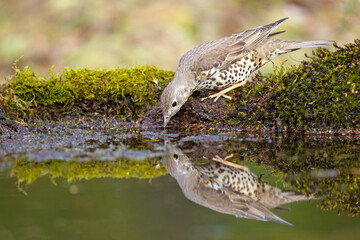Paszkot (Turdus viscivorus) © Grzegorz