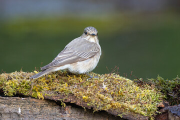 Muchołówka szara (Muscicapa striata) © Grzegorz