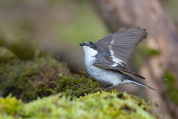 Muchołówka żałobna (Ficedula hypoleuca) © Grzegorz