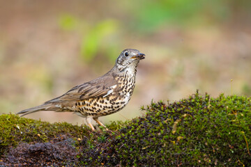 Paszkot (Turdus viscivorus) © Grzegorz