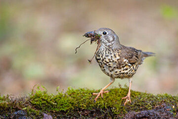 Paszkot (Turdus viscivorus) © Grzegorz
