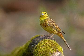 Trznadel (Emberiza citrinella) © Grzegorz