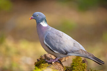 Grzywacz (Columba palumbus)