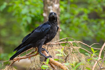 Kruk (Corvus corax) © Grzegorz