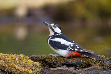 Dzięcioł duży (Dendrocopos major) © Grzegorz