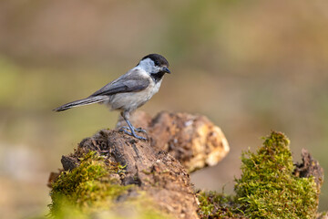 Czarnogłówka (Poecile montanus)