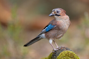 Sójka (Garrulus glandarius) © Grzegorz
