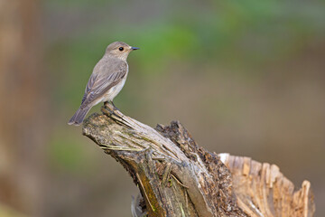 Muchołówka szara (Muscicapa striata) © Grzegorz