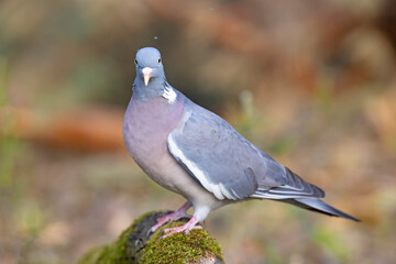 Grzywacz (Columba palumbus)