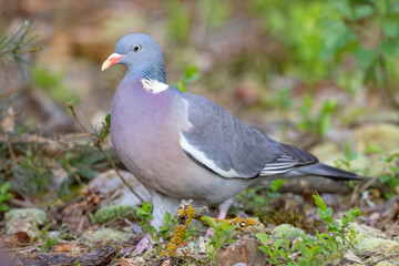 Grzywacz (Columba palumbus)