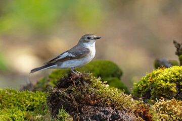 Muchołówka żałobna (Ficedula hypoleuca) © Grzegorz