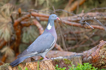 Grzywacz (Columba palumbus)