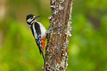 Dzięcioł duży (Dendrocopos major) © Grzegorz