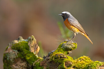 Pleszka (Phoenicurus phoenicurus) © Grzegorz