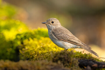 Muchołówka szara (Muscicapa striata) © Grzegorz
