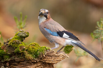 Sójka (Garrulus glandarius) © Grzegorz