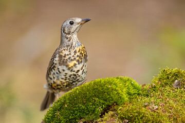 Paszkot (Turdus viscivorus) © Grzegorz