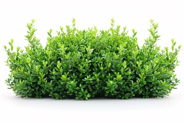 Obraz premium A solitary verdant shrub against a white backdrop.