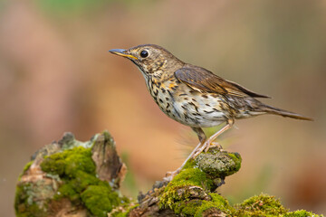 śpiewak (Turdus philomelos) © Grzegorz