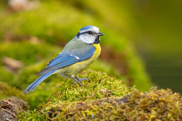 Modraszka (Cyanistes caeruleus) © Grzegorz