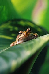 Obraz premium Serene Frog Perched on Lush Green Leaf in Nature with Copy Space for Text - Close-Up Image with Blurred Background