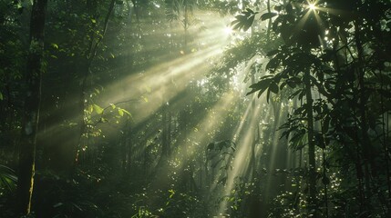 Fototapeta premium Sunbeams filtering through dense forest canopy, illuminating the forest floor. 