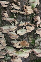 lichen growing on the tree trunk
