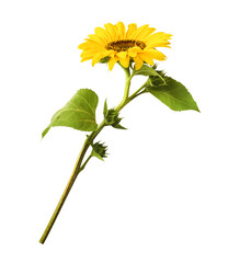 Fototapeta premium Fresh organic Sunflower falling in the air isolated on white background. High resolution image