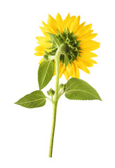 Fototapeta premium Fresh organic Sunflower falling in the air isolated on white background. High resolution image