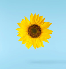 Obraz premium Fresh organic Sunflower falling in the air isolated on blue background. High resolution image