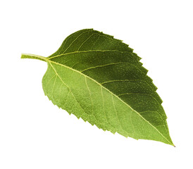 Fresh organic Sunflower Leaf falling in the air isolated on white background. High resolution image