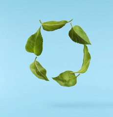 Fresh organic Sunflower Leaf falling in the air isolated on blue background. High resolution image