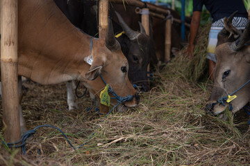 cattle or cows eating during the Islam Religion Eid al-Adha in the animal sales market, animal on markets to prepare sacrifices on Eid al-Adha. 