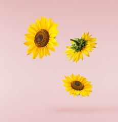 Fresh organic Sunflower falling in the air isolated on pink background. High resolution image