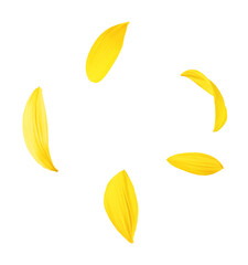 Fresh organic Sunflower falling in the air isolated on white background. High resolution image