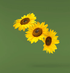 Fresh organic Sunflower falling in the air isolated on green background. High resolution image