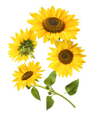 Obraz premium Fresh organic Sunflower falling in the air isolated on white background. High resolution image