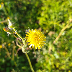 Close Up of a Yellow Flower in a Field