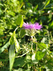 Purple Flower Blooming in Field