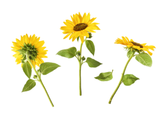 Fresh organic Sunflower falling in the air isolated on white background. High resolution image