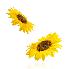 Fresh organic Sunflower falling in the air isolated on white background. High resolution image