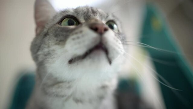 In the living room, a gray tabby cat was paying attention to something. He looked up intently at the thing high up.