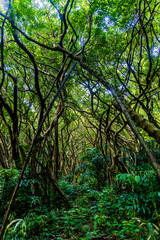 Naklejka premium 小笠原諸島・母島 北村小学校跡 