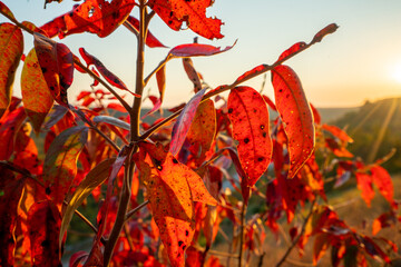 red leaves in autumn