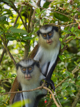Two mona monkeys in a tree on the island of Grenada in the Caribbean. Taken at Grand Etang National Park.